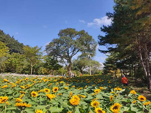 인제 가을꽃 축제 산책길