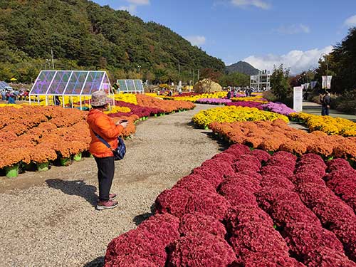 인제 가을꽃 축제 산책로