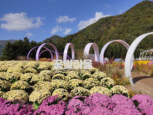 인제 가을꽃 축제 소개