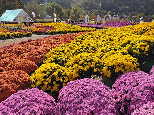 인제 가을꽃 축제